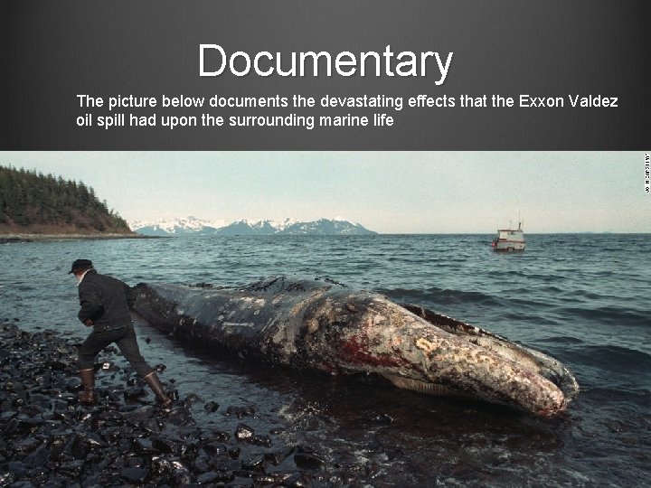 Documentary The picture below documents the devastating effects that the Exxon Valdez oil spill
