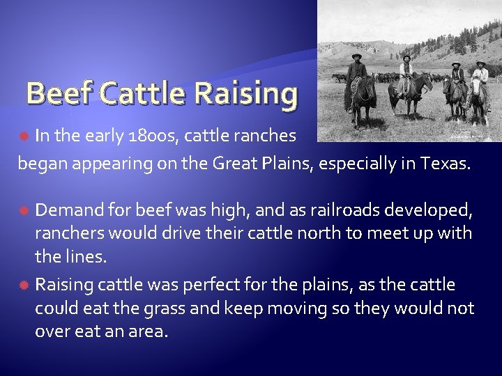 Beef Cattle Raising In the early 1800 s, cattle ranches began appearing on the