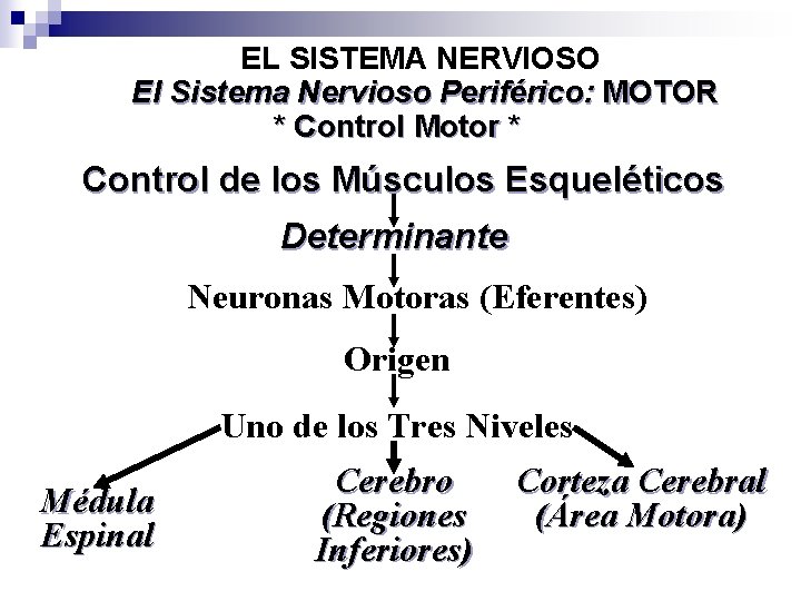 EL SISTEMA NERVIOSO El Sistema Nervioso Periférico: MOTOR * Control Motor * Control de