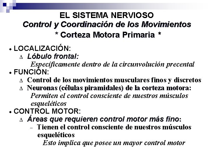 EL SISTEMA NERVIOSO Control y Coordinación de los Movimientos * Corteza Motora Primaria *