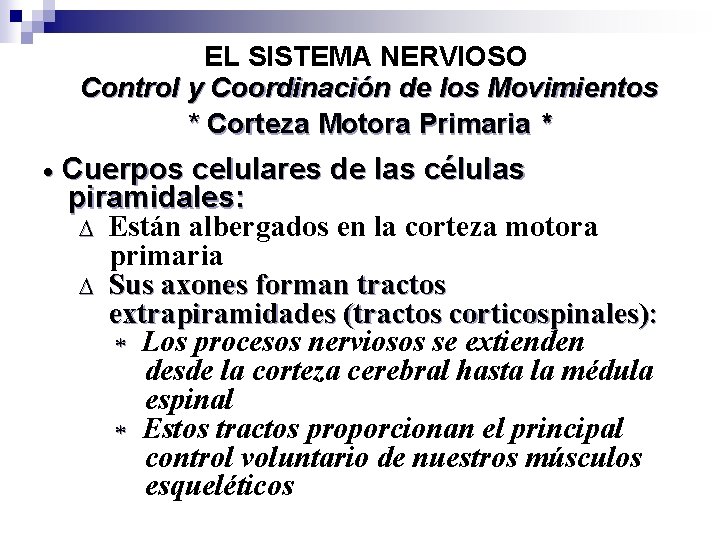 EL SISTEMA NERVIOSO Control y Coordinación de los Movimientos * Corteza Motora Primaria *