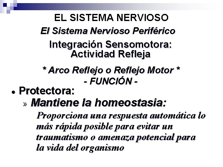EL SISTEMA NERVIOSO El Sistema Nervioso Periférico Integración Sensomotora: Actividad Refleja · * Arco