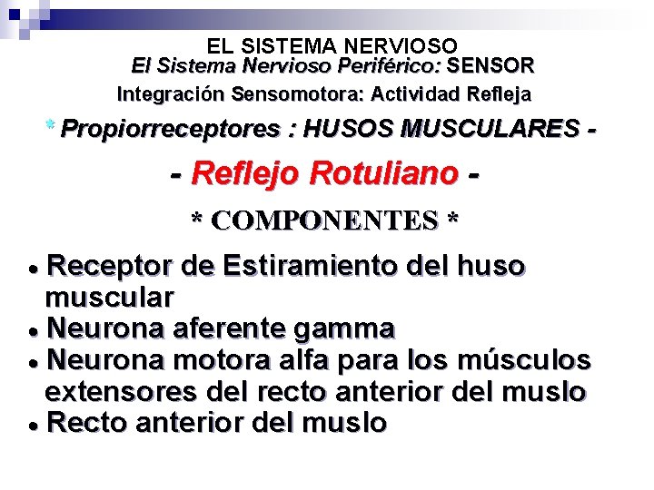 EL SISTEMA NERVIOSO El Sistema Nervioso Periférico: SENSOR Integración Sensomotora: Actividad Refleja * Propiorreceptores