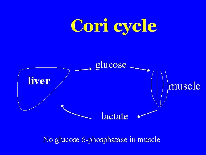 Cori cycle glucose liver muscle lactate No glucose 6 -phosphatase in muscle Cori cycle glucose liver muscle lactate No glucose 6 -phosphatase in muscle