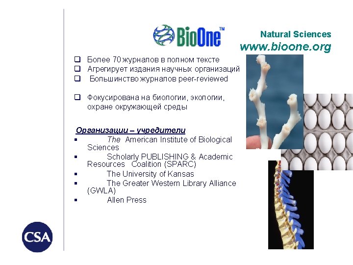 Natural Sciences www. bioone. org q Более 70 журналов в полном тексте q Агрегирует