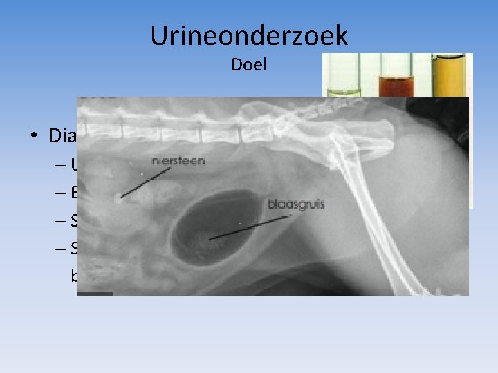 Urineonderzoek Doel • Diagnostiek: – Urineweginfectie – Blaasstenen / -gruis – Stofwisselingsstoornis – Slechte