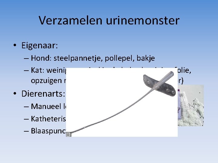 Verzamelen urinemonster • Eigenaar: – Hond: steelpannetje, pollepel, bakje – Kat: weinig strooisel in