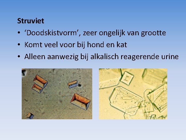 Struviet • ‘Doodskistvorm’, zeer ongelijk van grootte • Komt veel voor bij hond en