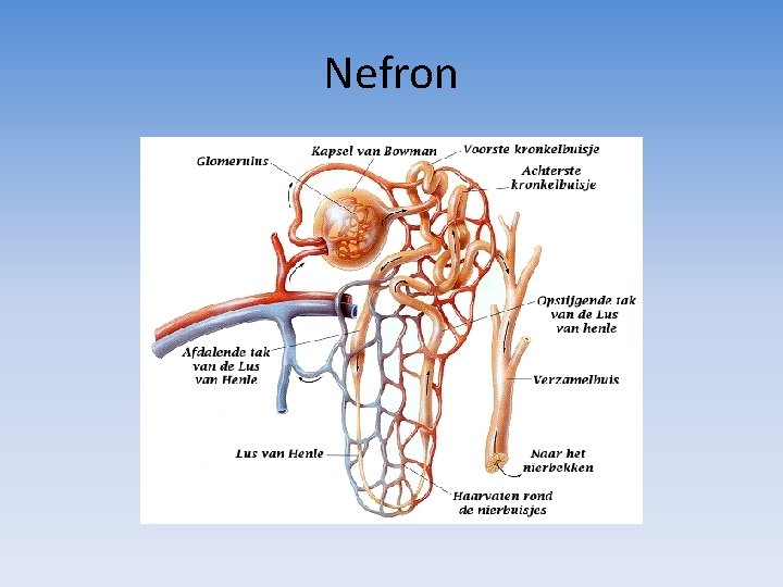 Nefron 