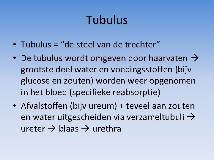 Tubulus • Tubulus = “de steel van de trechter” • De tubulus wordt omgeven