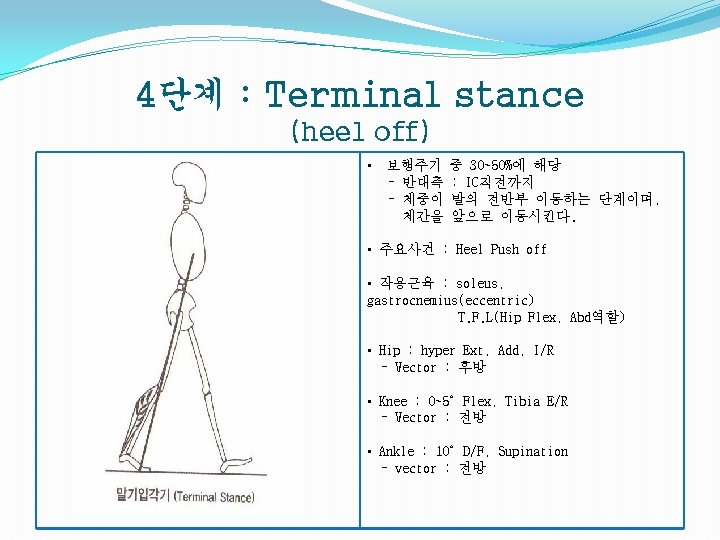 4단계 : Terminal stance (heel off) • 보행주기 - 반대측 - 체중이 체간을 중