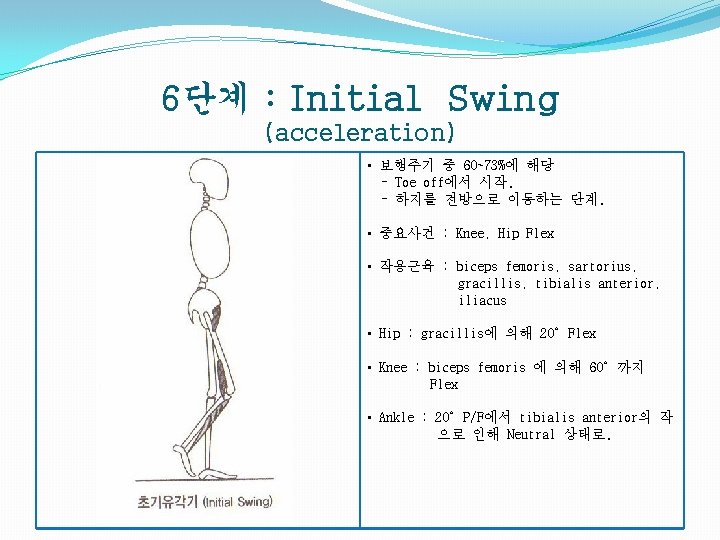 6단계 : Initial Swing (acceleration) • 보행주기 중 60~73%에 해당 - Toe off에서 시작.