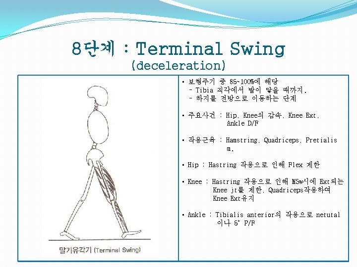 8단계 : Terminal Swing (deceleration) • 보행주기 중 85~100%에 해당 - Tibia 직각에서 발이