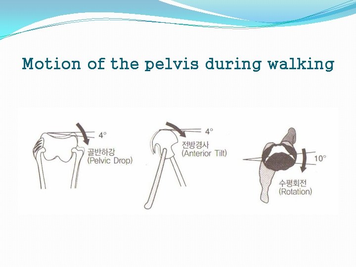 Motion of the pelvis during walking 