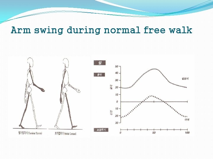 Arm swing during normal free walk 