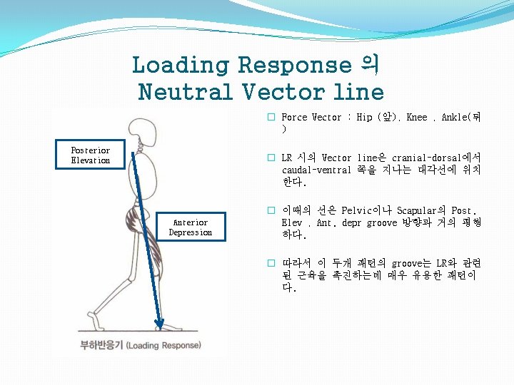 Loading Response 의 Neutral Vector line � Force Vector : Hip (앞), Knee ,