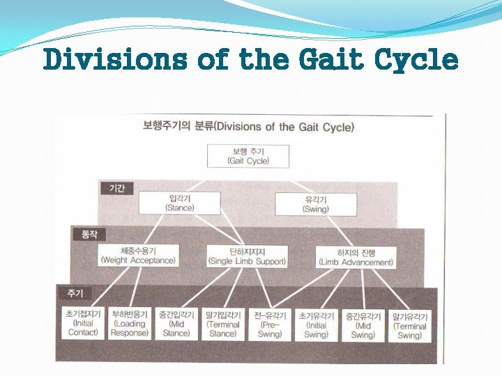 Divisions of the Gait Cycle 