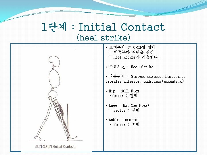 1단계 : Initial Contact (heel strike) • 보행주기 중 0~2%에 해당 - 체중부하 패턴을