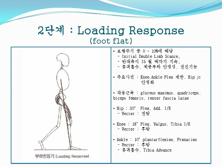 2단계 : Loading Response (foot flat) • 보행주기 중 0 ~ 10%에 해당 -