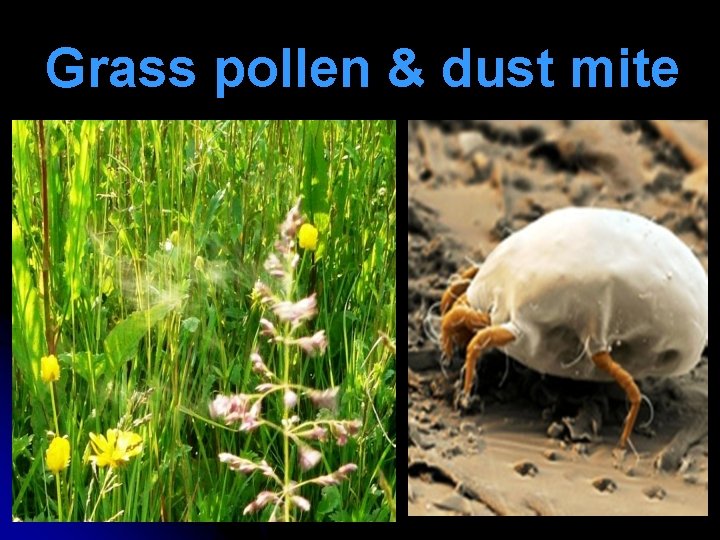 Grass pollen & dust mite 