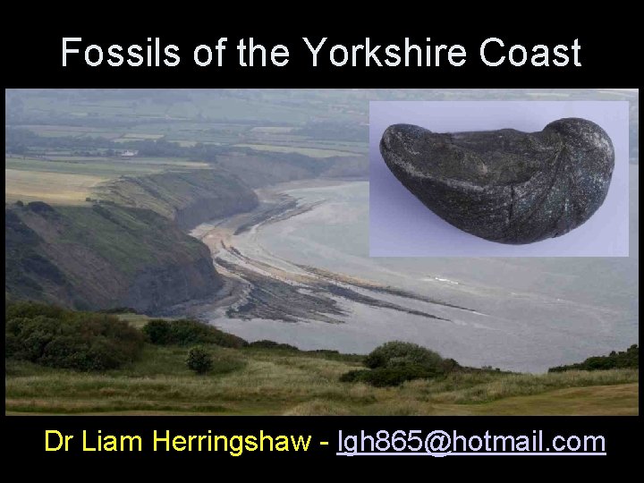 Fossils of the Yorkshire Coast Dr Liam Herringshaw - lgh 865@hotmail. com Fossils of the Yorkshire Coast Dr Liam Herringshaw - lgh 865@hotmail. com