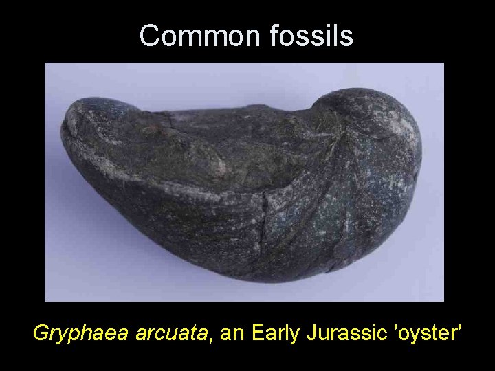 Common fossils Gryphaea arcuata, an Early Jurassic 'oyster' Common fossils Gryphaea arcuata, an Early Jurassic 'oyster'