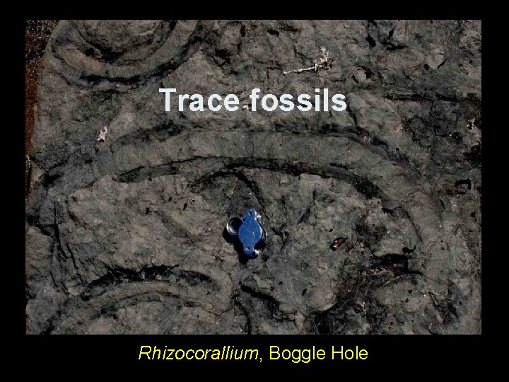 Trace fossils Rhizocorallium, Boggle Hole Trace fossils Rhizocorallium, Boggle Hole