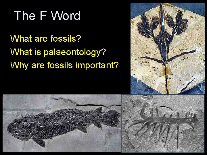 The F Word What are fossils? What is palaeontology? Why are fossils important? The F Word What are fossils? What is palaeontology? Why are fossils important?