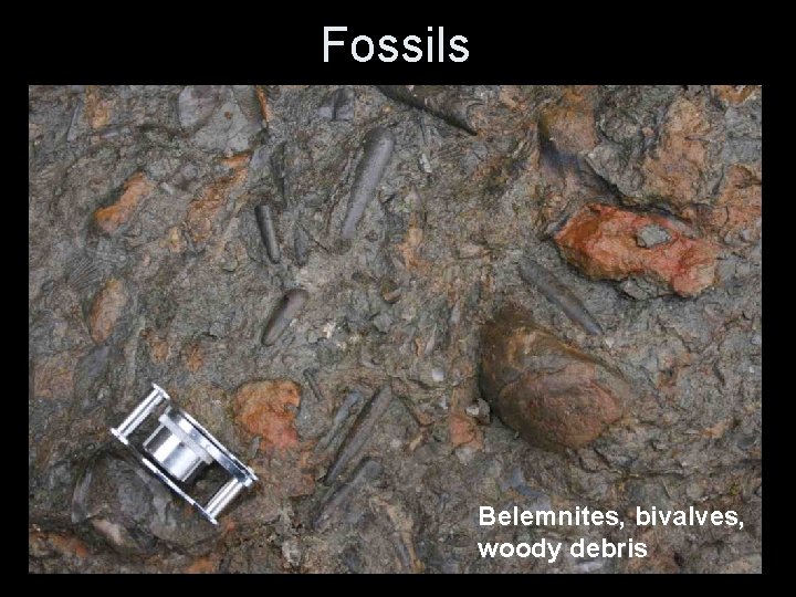 Fossils Belemnites, bivalves, woody debris Fossils Belemnites, bivalves, woody debris