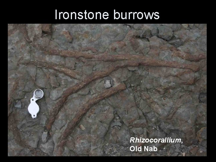 Ironstone burrows Rhizocorallium, Old Nab Ironstone burrows Rhizocorallium, Old Nab