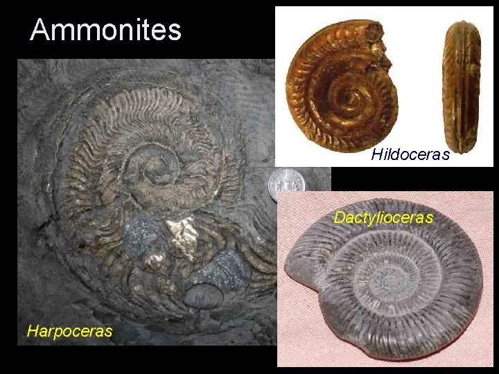 Ammonites Hildoceras Dactylioceras Harpoceras Ammonites Hildoceras Dactylioceras Harpoceras