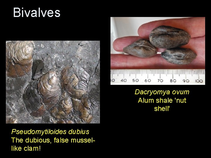 Bivalves Dacryomya ovum Alum shale 'nut shell' Pseudomytiloides dubius The dubious, false mussellike clam! Bivalves Dacryomya ovum Alum shale 'nut shell' Pseudomytiloides dubius The dubious, false mussellike clam!