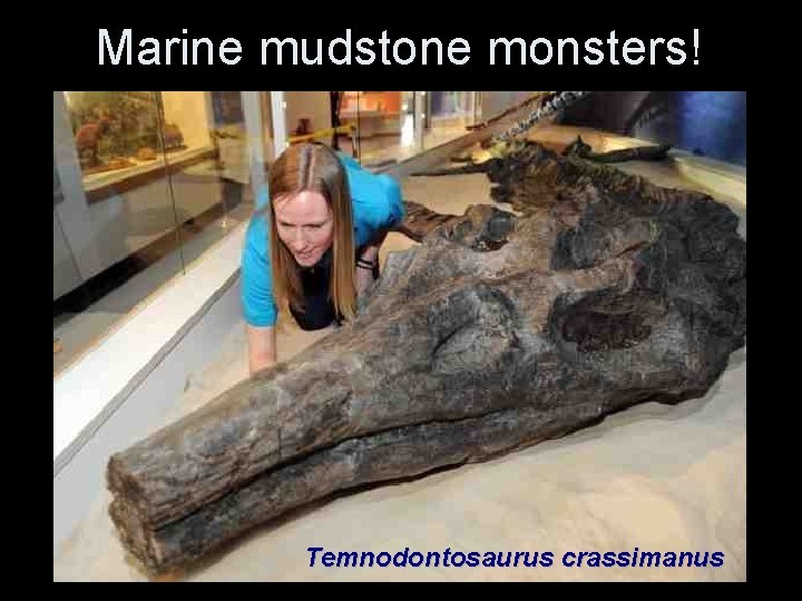 Marine mudstone monsters! Temnodontosaurus crassimanus Marine mudstone monsters! Temnodontosaurus crassimanus