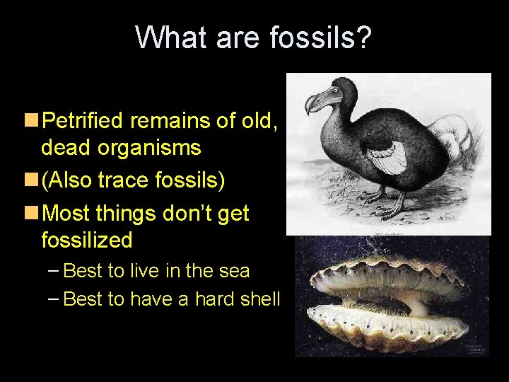 What are fossils? Petrified remains of old, dead organisms (Also trace fossils) Most things What are fossils? Petrified remains of old, dead organisms (Also trace fossils) Most things