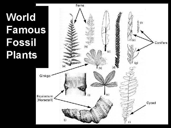 World Famous Fossil Plants World Famous Fossil Plants