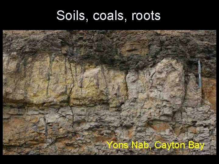 Soils, coals, roots Yons Nab, Cayton Bay Soils, coals, roots Yons Nab, Cayton Bay