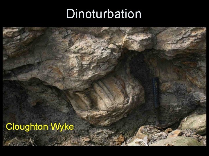 Dinoturbation Cloughton Wyke Dinoturbation Cloughton Wyke