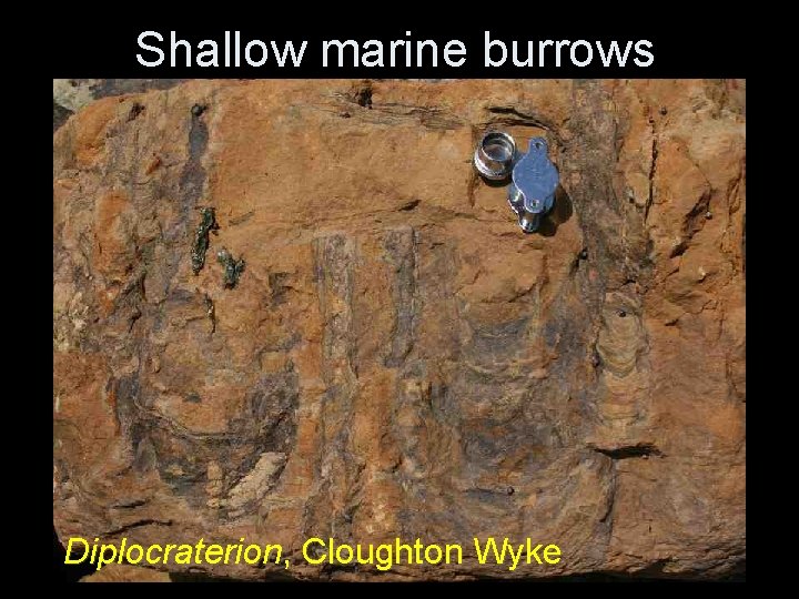 Shallow marine burrows Diplocraterion, Cloughton Wyke Shallow marine burrows Diplocraterion, Cloughton Wyke