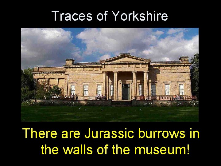 Traces of Yorkshire There are Jurassic burrows in the walls of the museum! Traces of Yorkshire There are Jurassic burrows in the walls of the museum!