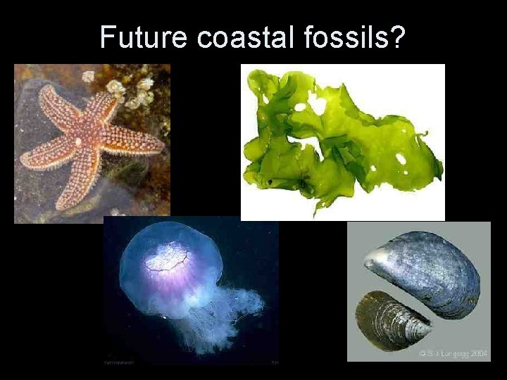 Future coastal fossils? Future coastal fossils?