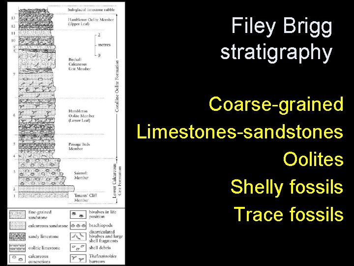 Filey Brigg stratigraphy Coarse-grained Limestones-sandstones Oolites Shelly fossils Trace fossils Filey Brigg stratigraphy Coarse-grained Limestones-sandstones Oolites Shelly fossils Trace fossils
