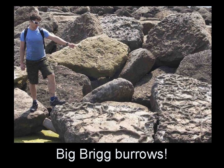 Big Brigg burrows! Big Brigg burrows!