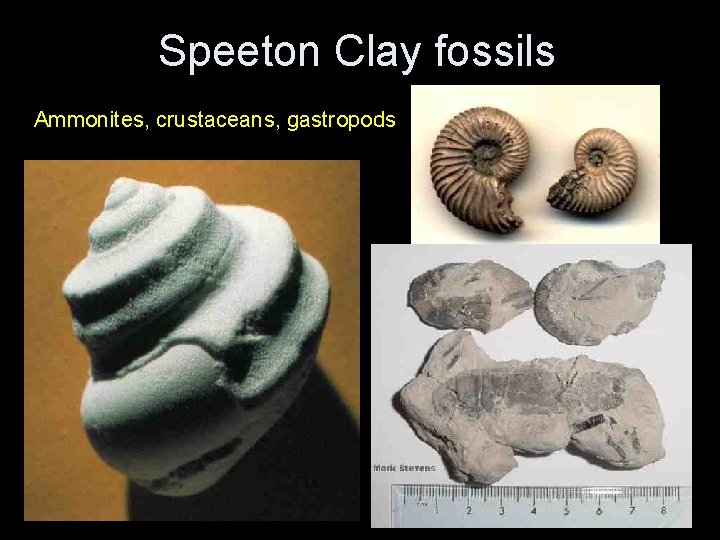 Speeton Clay fossils Ammonites, crustaceans, gastropods Speeton Clay fossils Ammonites, crustaceans, gastropods