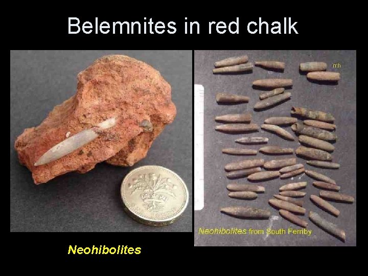Belemnites in red chalk Neohibolites Belemnites in red chalk Neohibolites