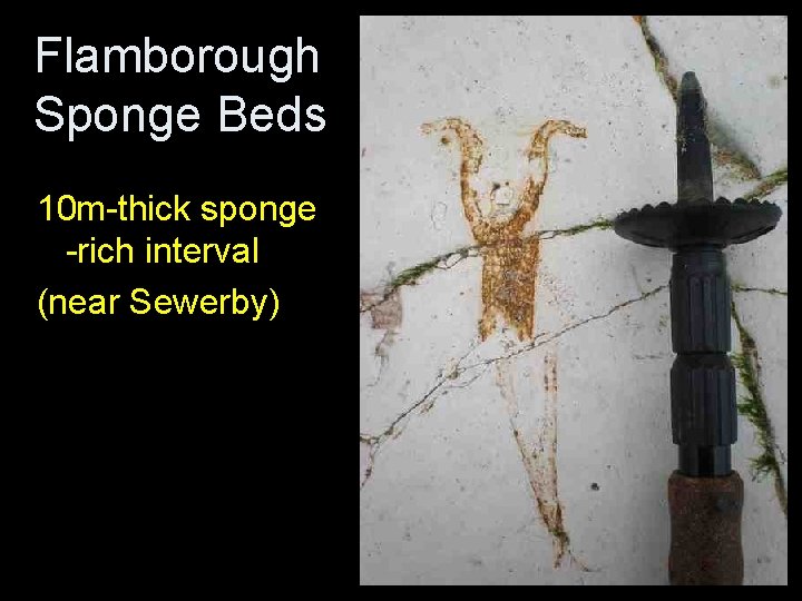 Flamborough Sponge Beds 10 m-thick sponge -rich interval (near Sewerby) Flamborough Sponge Beds 10 m-thick sponge -rich interval (near Sewerby)