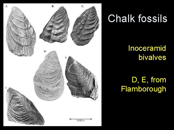 Chalk fossils Inoceramid bivalves D, E, from Flamborough Chalk fossils Inoceramid bivalves D, E, from Flamborough