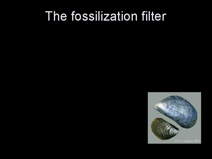 The fossilization filter The fossilization filter