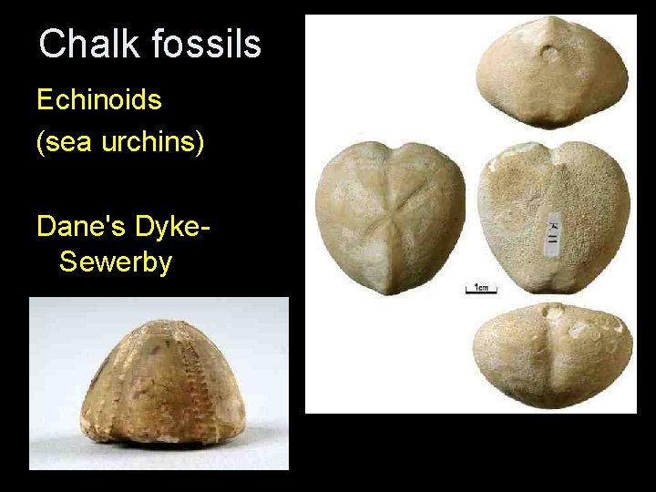 Chalk fossils Echinoids (sea urchins) Dane's Dyke. Sewerby Chalk fossils Echinoids (sea urchins) Dane's Dyke. Sewerby