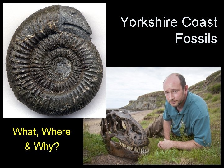 Yorkshire Coast Fossils What, Where & Why? Yorkshire Coast Fossils What, Where & Why?