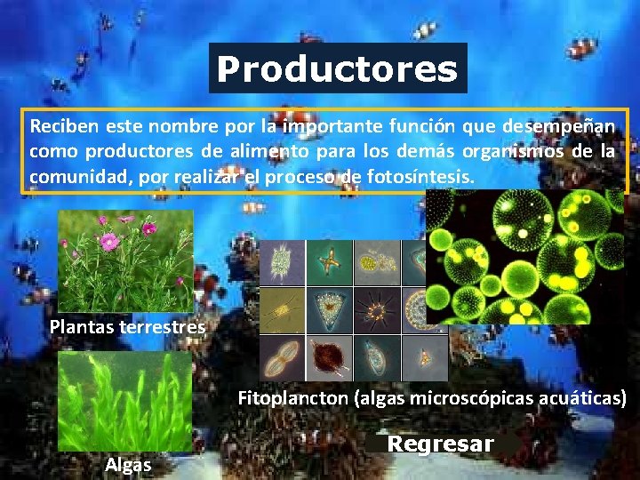 Productores Reciben este nombre por la importante función que desempeñan como productores de alimento Productores Reciben este nombre por la importante función que desempeñan como productores de alimento